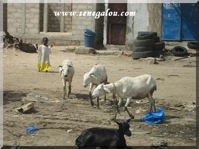 moutons-liberte-senegal.JPG