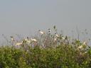 ile-oiseau-casamance.JPG