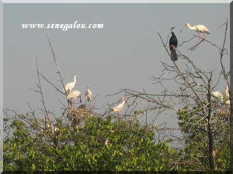 oiseau-fleuve-casamance.JPG