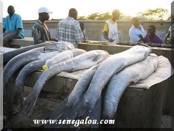 poisson-senegal.JPG